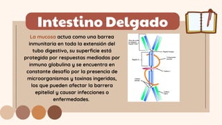 Intestino Delgado
La mucosa actua como una barrea
inmunitaria en toda la extensión del
tubo digestivo, su superficie está
protegida por respuestas mediadas por
inmuno globulina y se encuentra en
constante desafío por la presencia de
microorganismos y toxinas ingeridas,
los que pueden afectar la barrera
epitelial y causar infecciones o
enfermedades.
 