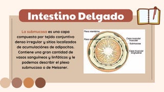 Intestino Delgado
La submucosa es una capa
compuesta por tejido conjuntivo
denso irregular y sitios localizados
de acumulaciónes de adipocitos.
Contiene una gran cantidad de
vasos sanguíneos y linfáticos y le
podemos describir el plexo
submucoso o de Meissner.
 
