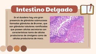 Intestino Delgado
En el duodeno hay una gran
presencia de glándulas submucosas
llamadas glándulas de Brunner, que
son glándulas tubulares ramificadas
que poseen células secretoras con
características tanto de células
productoras de cimógeno como de
células productoras de moco.
 