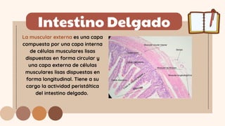 Intestino Delgado
La muscular externa es una capa
compuesta por una capa interna
de células musculares lisas
dispuestas en forma circular y
una capa externa de células
musculares lisas dispuestas en
forma longitudinal. Tiene a su
cargo la actividad peristáltica
del intestino delgado.
 