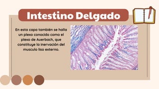 Intestino Delgado
En esta capa también se halla
un plexo conocido como el
plexo de Auerbach, que
constituye la inervación del
musculo liso externo.
 