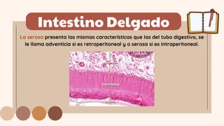 La serosa presenta las mismas características que las del tubo digestivo, se
le llama adventicia si es retroperitoneal y o serosa si es intraperitoneal.
Intestino Delgado
 