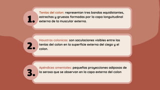 Tenías del colon: representan tres bandas equidistantes,
estrechas y gruesas formadas por la capa longuitudinal
externa de la muscular externa.
Haustras colonicas: son saculaciones visibles entre las
tenías del colon en la superficie externa del ciego y el
colon.
1.
2.
3.
Apéndices omentales: pequeñas proyecciones adiposas de
la serosa que se observan en la capa externa del colon
 