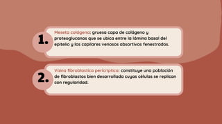 Meseta colágena: gruesa capa de colágeno y
proteoglucanos que se ubica entre la lámina basal del
epitelio y los capilares venosos absortivos fenestrados.
Vaina fibroblastica pericriptica: constituye una población
de fibroblastos bien desarrollada cuyas células se replican
con regularidad.
1.
2.
 