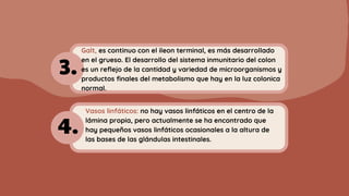Vasos linfáticos: no hay vasos linfáticos en el centro de la
lámina propia, pero actualmente se ha encontrado que
hay pequeños vasos linfáticos ocasionales a la altura de
las bases de las glándulas intestinales.
3.
4.
Galt, es continuo con el ileon terminal, es más desarrollado
en el grueso. El desarrollo del sistema inmunitario del colon
es un reflejo de la cantidad y variedad de microorganismos y
productos finales del metabolismo que hay en la luz colonica
normal.
 