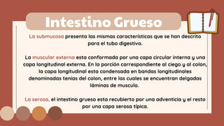 Intestino Grueso
La submucosa presenta las mismas características que se han descrito
para el tubo digestivo.
La muscular externa esta conformada por una capa circular interna y una
capa longitudinal externa. En la porción correspondiente al ciego y al colon,
la capa longitudinal esta condensada en bandas longitudinales
denominadas tenías del colon, entre las cuales se encuentran delgadas
láminas de musculo.
La serosa, el intestino grueso esta recubierto por una adventicia y el resto
por una capa serosa típica.
 