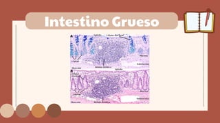 Intestino Grueso
 