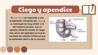 Ciego y apendice
El apéndice corresponde a una
evaginación alargada del ciego y
su histología es muy similar a la
del intestino grueso, con un
epitelio cilíndrico simple. El rasgo
más obvio del apéndice es la gran
cantidad de nódulos linfáticos que
se extienden dentro de la mucosa.
 