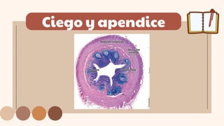 Ciego y apendice
 