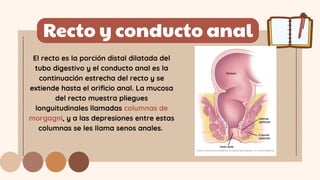Recto y conducto anal
El recto es la porción distal dilatada del
tubo digestivo y el conducto anal es la
continuación estrecha del recto y se
extiende hasta el orificio anal. La mucosa
del recto muestra pliegues
longuitudinales llamadas columnas de
morgagni, y a las depresiones entre estas
columnas se les llama senos anales.
 
