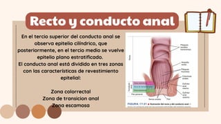 Recto y conducto anal
En el tercio superior del conducto anal se
observa epitelio cilíndrico, que
posteriormente, en el tercio medio se vuelve
epitelio plano estratificado.
El conducto anal está dividido en tres zonas
con las características de revestimiento
epitelial:
Zona colorrectal
Zona de transicion anal
Zona escamosa
 
