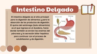 El intestino delgado es el sitio principal
para la digestión de alimentos y para la
absorción de los productos de digestión.
El quimo del estómago (bolo alimenticio)
es el que ingresa en el duodeno, hacia
donde también se envían las enzimas del
páncreas y la secreción biliar hepática
para continuar con el proceso de
solubilizacion y de digestión.
Intestino Delgado
 