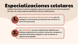 Especializaciones celulares
Los pliegues circulares o válvulas de kerckring, que son
repliegues transversales permanentes que contienen un
centro de submucosa.
Las vellosidades, que son evaginaciones digitiformes o
foliáceas singulares de la mucosa. Cubren por completo la
superficie del intestino delgado, lo que le imparte un
aspecto aterciopelado.
1.
2.
Podemos describirle al intestino delgado capas que incrementan el área de superficie
del tubo, las cuales podemos identificarle ciertas modificaciones:
 