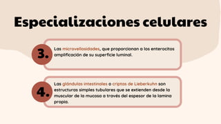 Especializaciones celulares
Las microvellosidades, que proporcionan a los enterocitos
amplificación de su superficie luminal.
Las glándulas intestinales o criptas de Lieberkuhn son
estructuras simples tubulares que se extienden desde la
muscular de la mucosa a través del espesor de la lamina
propia.
3.
4.
 