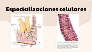 Especializaciones celulares
 