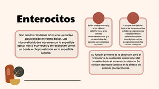 Enterocitos
Son células cilíndricas altas con un núcleo
posicionado en forma basal. Las
microvellosidades incrementan la superficie
apical hasta 600 veces y se reconocen como
un borde o chapa estriada en la superficie
luminal.
Están unidos entre si y
a las células
caliciformes, a las
células
enteroendocrinas y a
otras células del
epitelio por complejos
de unión.
La superficie celular
lateral de los enterocitos
exhiben evaginaciones
citoplasmáticas
aplanadas que se
interdigitan con las
evaginaciones de las
células contiguas.
Su función primaria es la absorción para el
transporte de sustancias desde la luz del
intestino hacia el sistema circulatorio. Su
función secretora consiste en la síntesis de
enzimas glucoproteicas.
 