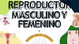 REPRODUCTOR
MASCULINOY
FEMENINO
Y
I
 