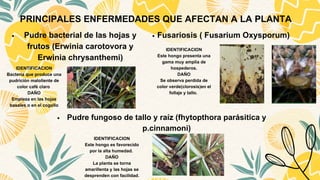 El cultivo de piñas en el perú.pdf