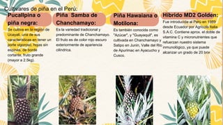 El cultivo de piñas en el perú.pdf