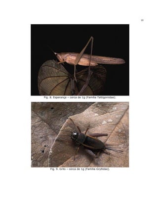 10




Fig. 8. Esperança – cerca de 1g (Família Tettigoniidae).




    Fig. 9. Grilo – cerca de 1g (Família Gryllidae).
 