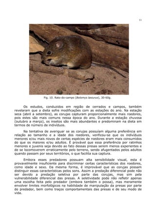 11




                  Fig. 10. Rato-do-campo (Bolomys lasiurus), 30-60g.


      Os estudos, conduzidos em região de cerrados e campos, também
revelaram que a dieta sofre modificações com as estações do ano. Na estação
seca (abril a setembro), as corujas capturam proporcionalmente mais roedores,
pois estes são mais comuns nessa época do ano. Durante a estação chuvosa
(outubro a março), os insetos são mais abundantes e predominam na dieta em
termos de número de indivíduos.

      Na tentativa de averiguar se as corujas possuíam alguma preferência em
relação ao tamanho e a idade dos roedores, verificou-se que os indivíduos
menores e/ou mais novos de certas espécies de roedores eram mais consumidos
do que os maiores e/ou adultos. É provável que essa preferência por ratinhos
menores e juvenis seja devido ao fato dessas presas serem menos experientes e
de se locomoverem erraticamente pelo terreno, sendo afugentados pelos adultos
quando passam por seus territórios, o que facilita sua captura.

      Embora esses predadores possuam alta sensibilidade visual, esta é
provavelmente insuficiente para discriminar certas características dos roedores,
como idade e sexo. Da mesma forma, é improvável que as corujas possam
distinguir essas características pelos sons. Assim a predação diferencial pode não
ser devido a predação seletiva por parte das corujas, mas sim pela
vulnerabilidade diferencial das presas. A seletividade pode não refletir apenas
uma escolha feita pelo predador (embora também o possa), mas meramente
envolver limites morfológicos na habilidade de manipulação da presas por parte
do predador, bem como traços comportamentais das presas e de seu modo de
vida.
 