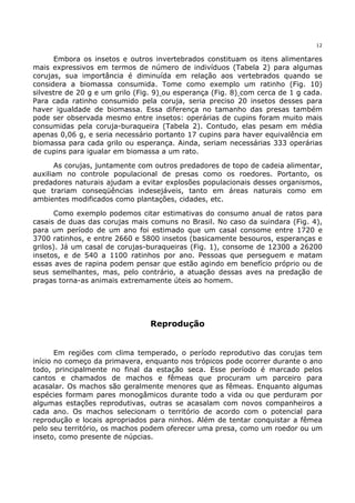12


      Embora os insetos e outros invertebrados constituam os itens alimentares
mais expressivos em termos de número de indivíduos (Tabela 2) para algumas
corujas, sua importância é diminuída em relação aos vertebrados quando se
considera a biomassa consumida. Tome como exemplo um ratinho (Fig. 10)
silvestre de 20 g e um grilo (Fig. 9) ou esperança (Fig. 8) com cerca de 1 g cada.
Para cada ratinho consumido pela coruja, seria preciso 20 insetos desses para
haver igualdade de biomassa. Essa diferença no tamanho das presas também
pode ser observada mesmo entre insetos: operárias de cupins foram muito mais
consumidas pela coruja-buraqueira (Tabela 2). Contudo, elas pesam em média
apenas 0,06 g, e seria necessário portanto 17 cupins para haver equivalência em
biomassa para cada grilo ou esperança. Ainda, seriam necessárias 333 operárias
de cupins para igualar em biomassa a um rato.

       As corujas, juntamente com outros predadores de topo de cadeia alimentar,
auxiliam no controle populacional de presas como os roedores. Portanto, os
predadores naturais ajudam a evitar explosões populacionais desses organismos,
que trariam conseqüências indesejáveis, tanto em áreas naturais como em
ambientes modificados como plantações, cidades, etc.

       Como exemplo podemos citar estimativas do consumo anual de ratos para
casais de duas das corujas mais comuns no Brasil. No caso da suindara (Fig. 4),
para um período de um ano foi estimado que um casal consome entre 1720 e
3700 ratinhos, e entre 2660 e 5800 insetos (basicamente besouros, esperanças e
grilos). Já um casal de corujas-buraqueiras (Fig. 1), consome de 12300 a 26200
insetos, e de 540 a 1100 ratinhos por ano. Pessoas que perseguem e matam
essas aves de rapina podem pensar que estão agindo em benefício próprio ou de
seus semelhantes, mas, pelo contrário, a atuação dessas aves na predação de
pragas torna-as animais extremamente úteis ao homem.




                                 Reprodução


       Em regiões com clima temperado, o período reprodutivo das corujas tem
início no começo da primavera, enquanto nos trópicos pode ocorrer durante o ano
todo, principalmente no final da estação seca. Esse período é marcado pelos
cantos e chamados de machos e fêmeas que procuram um parceiro para
acasalar. Os machos são geralmente menores que as fêmeas. Enquanto algumas
espécies formam pares monogâmicos durante todo a vida ou que perduram por
algumas estações reprodutivas, outras se acasalam com novos companheiros a
cada ano. Os machos selecionam o território de acordo com o potencial para
reprodução e locais apropriados para ninhos. Além de tentar conquistar a fêmea
pelo seu território, os machos podem oferecer uma presa, como um roedor ou um
inseto, como presente de núpcias.
 