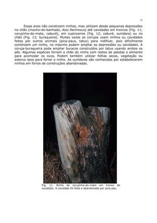 13


      Essas aves não constroem ninhos, mas utilizam desde pequenas depressões
no chão (mocho-do-banhado, Asio flammeus) até cavidades em troncos (Fig. 11;
corujinha-do-mato, caburé), em cupinzeiros (Fig. 12; caburé, suindara) ou no
chão (Fig. 13; buraqueira). Muitas vezes as corujas usam ninhos ou cavidades
feitas por outros animais (pica-paus, tatus) para nidificar, pois dificilmente
constroem um ninho, no máximo podem ampliar as depressões ou cavidades. A
coruja-buraqueira pode ampliar buracos construídos por tatus usando ambos os
pés. Algumas espécies forram o chão do ninho com restos de pelotas e alimento
para acomodar os ovos. Podem também utilizar folhas secas, vegetação ou
esterco seco para forrar o ninho. As suindaras são conhecidas por estabelecerem
ninhos em forros de construções abandonadas.




                Fig. 11. Ninho de corujinha-do-mato em tronco de
                eucalipto. A cavidade foi feita e abandonada por pica-pau.
 