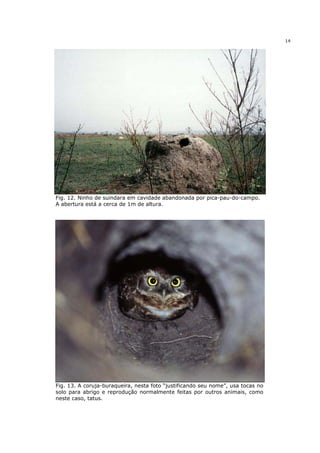 14




Fig. 12. Ninho de suindara em cavidade abandonada por pica-pau-do-campo.
A abertura está a cerca de 1m de altura.




Fig. 13. A coruja-buraqueira, nesta foto “justificando seu nome”, usa tocas no
solo para abrigo e reprodução normalmente feitas por outros animais, como
neste caso, tatus.
 