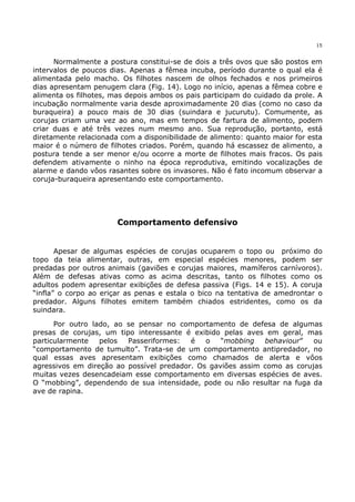 15


      Normalmente a postura constitui-se de dois a três ovos que são postos em
intervalos de poucos dias. Apenas a fêmea incuba, período durante o qual ela é
alimentada pelo macho. Os filhotes nascem de olhos fechados e nos primeiros
dias apresentam penugem clara (Fig. 14). Logo no início, apenas a fêmea cobre e
alimenta os filhotes, mas depois ambos os pais participam do cuidado da prole. A
incubação normalmente varia desde aproximadamente 20 dias (como no caso da
buraqueira) a pouco mais de 30 dias (suindara e jucurutu). Comumente, as
corujas criam uma vez ao ano, mas em tempos de fartura de alimento, podem
criar duas e até três vezes num mesmo ano. Sua reprodução, portanto, está
diretamente relacionada com a disponibilidade de alimento: quanto maior for esta
maior é o número de filhotes criados. Porém, quando há escassez de alimento, a
postura tende a ser menor e/ou ocorre a morte de filhotes mais fracos. Os pais
defendem ativamente o ninho na época reprodutiva, emitindo vocalizações de
alarme e dando vôos rasantes sobre os invasores. Não é fato incomum observar a
coruja-buraqueira apresentando este comportamento.




                       Comportamento defensivo


       Apesar de algumas espécies de corujas ocuparem o topo ou próximo do
topo da teia alimentar, outras, em especial espécies menores, podem ser
predadas por outros animais (gaviões e corujas maiores, mamíferos carnívoros).
Além de defesas ativas como as acima descritas, tanto os filhotes como os
adultos podem apresentar exibições de defesa passiva (Figs. 14 e 15). A coruja
“infla” o corpo ao eriçar as penas e estala o bico na tentativa de amedrontar o
predador. Alguns filhotes emitem também chiados estridentes, como os da
suindara.

      Por outro lado, ao se pensar no comportamento de defesa de algumas
presas de corujas, um tipo interessante é exibido pelas aves em geral, mas
particularmente   pelos  Passeriformes:   é   o   “mobbing   behaviour”   ou
“comportamento de tumulto”. Trata-se de um comportamento antipredador, no
qual essas aves apresentam exibições como chamados de alerta e vôos
agressivos em direção ao possível predador. Os gaviões assim como as corujas
muitas vezes desencadeiam esse comportamento em diversas espécies de aves.
O “mobbing”, dependendo de sua intensidade, pode ou não resultar na fuga da
ave de rapina.
 