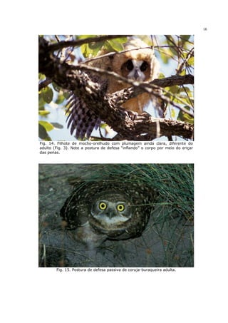 16




Fig. 14. Filhote de mocho-orelhudo com plumagem ainda clara, diferente do
adulto (Fig. 3). Note a postura de defesa “inflando” o corpo por meio do eriçar
das penas.




        Fig. 15. Postura de defesa passiva de coruja-buraqueira adulta.
 