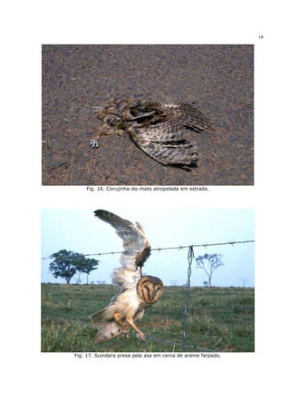 19




    Fig. 16. Corujinha-do-mato atropelada em estrada.




Fig. 17. Suindara presa pela asa em cerca de arame farpado.
 