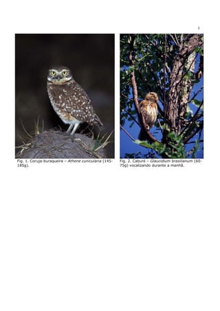 2




Fig. 1. Coruja-buraqueira – Athene cunicularia (145-   Fig. 2. Caburé – Glaucidium brasilianum (60-
185g).                                                 75g) vocalizando durante a manhã.
 