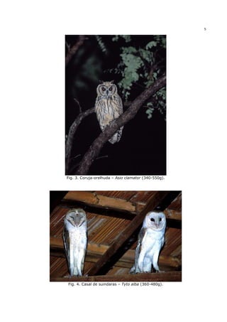 5




Fig. 3. Coruja-orelhuda – Asio clamator (340-550g).




Fig. 4. Casal de suindaras – Tyto alba (360-480g).
 