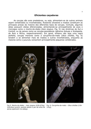 6


                                    Eficientes caçadoras

       As corujas são aves predadoras, ou seja, alimentam-se de outros animais
 sejam vertebrados ou invertebrados. Roedores silvestres e insetos constituem as
 principais presas da maioria dos diferentes tipos de corujas. Contudo, algumas
 delas possuem dietas diferenciadas, alimentando-se principalmente de aves e
 morcegos como o mocho-do-diabo (Asio stygius, Fig. 5) nas Américas do Sul e
 Central, ou de peixes como as corujas-pescadoras (gêneros Ketupa e Scotopelia,
 da Ásia e África, respectivamente). Em geral, embora não seja uma regra
 perfeita, corujas menores como a corujinha-do-mato (Otus choliba, Fig. 6)
 tendem a se alimentar mais de insetos e outros invertebrados, enquanto as
 maiores como o jucurutu consomem principalmente pequenos vertebrados.




Fig.5. Mocho-do-diabo – Asio stygius (630-675g).     Fig. 6. Corujinha-do-mato – Otus choliba (118-
Indivíduo juvenil, quando adulto o par de tufos de   141g).
penas aparecem na cabeça
 
