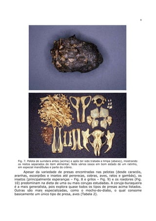 8




  Fig. 7. Pelota de suindara antes (acima) e após ter sido tratada e limpa (abaixo), mostrando
  os restos separados do item alimentar. Note vários ossos em bom estado de um ratinho,
  em especial mandíbulas e parte do crânio.
      Apesar da variedade de presas encontradas nas pelotas (desde caracóis,
aranhas, escorpiões e insetos até pererecas, cobras, aves, ratos e gambás), os
insetos (principalmente esperanças – Fig. 8 e grilos – Fig. 9) e os roedores (Fig.
10) predominam na dieta de uma ou mais corujas estudadas. A coruja-buraqueira
é a mais generalista, pois explora quase todos os tipos de presas acima listados.
Outras são mais especializadas, como o mocho-do-diabo, o qual consome
basicamente um único tipo de presa, aves (Tabela 2).
 