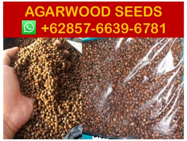 Agarwood seeds suppliers | Suppliers +62 857-6639-6781 ...