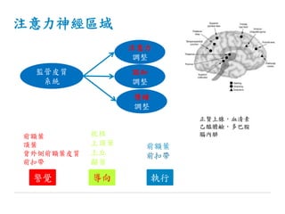 注意力神經區域
監管皮質
系統
注意力
調整
認知
調整
警覺 導向 執行
前額葉
前扣帶
前額葉
頂葉
背外側前額葉皮質
前扣帶
枕核
上頂葉
上丘
顳葉
正賢上腺，血清素
乙醯膽鹼，多巴胺
腦內腓
情緒
調整
 