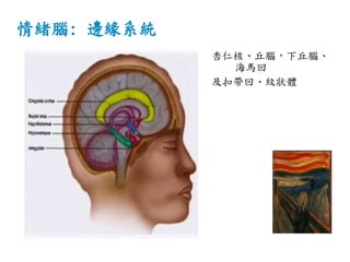 情緒腦: 邊緣系統
杏仁核、丘腦，下丘腦、
海馬回
及扣帶回、紋狀體
 