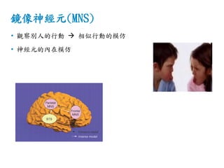 鏡像神經元(MNS)
• 觀察別人的行動  相似行動的模仿
• 神經元的內在模仿
 