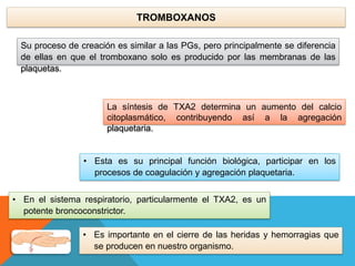 TROMBOXANOS
Su proceso de creación es similar a las PGs, pero principalmente se diferencia
de ellas en que el tromboxano solo es producido por las membranas de las
plaquetas.
• Esta es su principal función biológica, participar en los
procesos de coagulación y agregación plaquetaria.
La síntesis de TXA2 determina un aumento del calcio
citoplasmático, contribuyendo así a la agregación
plaquetaria.
• Es importante en el cierre de las heridas y hemorragias que
se producen en nuestro organismo.
• En el sistema respiratorio, particularmente el TXA2, es un
potente broncoconstrictor.
 