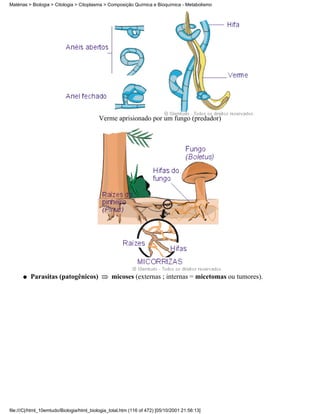 Matérias > Biologia > Citologia > Citoplasma > Composição Química e Bioquímica - Metabolismo




                                           Verme aprisionado por um fungo (predador)




      q   Parasitas (patogênicos)                micoses (externas ; internas = micetomas ou tumores).




file:///C|/html_10emtudo/Biologia/html_biologia_total.htm (116 of 472) [05/10/2001 21:56:13]
 