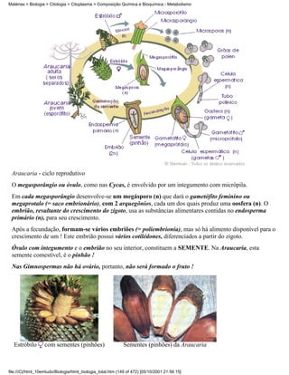 Matérias > Biologia > Citologia > Citoplasma > Composição Química e Bioquímica - Metabolismo




 Araucaria - ciclo reprodutivo
 O megasporângio ou óvulo, como nas Cycas, é envolvido por um integumento com micrópila.
 Em cada megasporângio desenvolve-se um megásporo (n) que dará o gametófito feminino ou
 megaprotalo (= saco embrionário), com 2 arquegônios, cada um dos quais produz uma oosfera (n). O
 embrião, resultante do crescimento do zigoto, usa as substâncias alimentares contidas no endosperma
 primário (n), para seu crescimento.
 Após a fecundação, formam-se vários embriões (= poliembrionia), mas só há alimento disponível para o
 crescimento de um ! Este embrião possui vários cotilédones, diferenciados a partir do zigoto.
 Óvulo com integumento e o embrião no seu interior, constituem a SEMENTE. Na Araucaria, esta
 semente comestível, é o pinhão !
 Nas Gimnospermas não há ovário, portanto, não será formado o fruto !




  Estróbilo        com sementes (pinhões)                    Sementes (pinhões) da Araucaria



file:///C|/html_10emtudo/Biologia/html_biologia_total.htm (149 of 472) [05/10/2001 21:56:15]
 