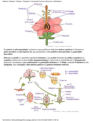 Matérias > Biologia > Citologia > Citoplasma > Composição Química e Bioquímica - Metabolismo




 Na antera ou microsporângio, existem os sacos polínicos onde (por meiose espórica) se formam os
 grãos-de-pólen ou micrósporos (n), que produzirão o tubo polínico (microprotalo) ou gametófito
 masculino.
 Gineceu ou pistilo é o aparelho reprodutor feminino e seu ovário (formado das folhas carpelares ou
 carpelos) contém um ou mais óvulos (megasporângios). Cada óvulo é constituído por 2 integumentos
 (primina e secundina) e saco embrionário ou gametófito feminino (= 1 célula, contendo 8 núcleos n: três
 antípodas, duas sinérgides, dois núcleos polares e o gameta feminino oosfera).




file:///C|/html_10emtudo/Biologia/html_biologia_total.htm (152 of 472) [05/10/2001 21:56:15]
 