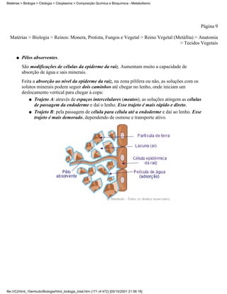 Matérias > Biologia > Citologia > Citoplasma > Composição Química e Bioquímica - Metabolismo




                                                                                                    Página 9

  Matérias > Biologia > Reinos: Monera, Protista, Fungos e Vegetal > Reino Vegetal (Metáfita) > Anatomia
                                                                                     > Tecidos Vegetais

      q   Pêlos absorventes.
          São modificações de células da epiderme da raiz. Aumentam muito a capacidade de
          absorção de água e sais minerais.
          Feita a absorção ao nível da epiderme da raiz, na zona pilífera ou não, as soluções com os
          solutos minerais podem seguir dois caminhos até chegar no lenho, onde iniciam um
          deslocamento vertical para chegar à copa:
              q Trajeto A: através de espaços intercelulares (meatos), as soluções atingem as células
                 de passagem da endoderme e daí o lenho. Esse trajeto é mais rápido e direto.
              q Trajeto B: pela passagem de célula para célula até a endoderme e daí ao lenho. Esse
                 trajeto é mais demorado, dependendo de osmose e transporte ativo.




file:///C|/html_10emtudo/Biologia/html_biologia_total.htm (171 of 472) [05/10/2001 21:56:16]
 