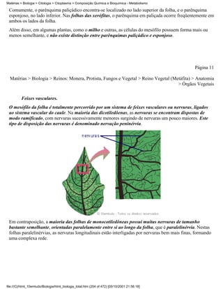 Matérias > Biologia > Citologia > Citoplasma > Composição Química e Bioquímica - Metabolismo

 Comumente, o parênquima paliçádico encontra-se localizado no lado superior da folha, e o parênquima
 esponjoso, no lado inferior. Nas folhas das xerófitas, o parênquima em paliçada ocorre freqüentemente em
 ambos os lados da folha.
 Além disso, em algumas plantas, como o milho e outras, as células do mesófilo possuem forma mais ou
 menos semelhante, e não existe distinção entre parênquimas paliçádico e esponjoso.




                                                                                                  Página 11

  Matérias > Biologia > Reinos: Monera, Protista, Fungos e Vegetal > Reino Vegetal (Metáfita) > Anatomia
                                                                                      > Órgãos Vegetais


          Feixes vasculares.
 O mesófilo da folha é totalmente percorrido por um sistema de feixes vasculares ou nervuras, ligados
 ao sistema vascular do caule. Na maioria das dicotiledôenas, as nervuras se encontram dispostas de
 modo ramificado, com nervuras sucessivamente menores surgindo de nervuras um pouco maiores. Este
 tipo de disposição das nervuras é denominado nervação peninérvia.




 Em contraposição, a maioria das folhas de monocotiledôneas possui muitas nervuras de tamanho
 bastante semelhante, orientadas paralelamente entre si ao longo da folha, que é paralelinérvia. Nestas
 folhas paralelinérvias, as nervuras longitudinais estão interligadas por nervuras bem mais finas, formando
 uma complexa rede.




file:///C|/html_10emtudo/Biologia/html_biologia_total.htm (204 of 472) [05/10/2001 21:56:18]
 