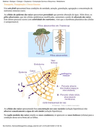 Matérias > Biologia > Citologia > Citoplasma > Composição Química e Bioquímica - Metabolismo

 Transporte, Transpiração e Trocas Gasosas
 Um solo fértil apresentará boas condições de umidade, aeração, granulação, agregação e concentração de
 nutrientes minerais (sais).
 As células da epiderme das raízes apresentam porosidade que permite absorção de água. Além disso, os
 pêlos absorventes, que são células epidérmicas modificadas, aumentam o poder de absorção das raízes.
 Este último processo ocorre com seletividade dos nutrientes, visto que a membrana plasmática das células
 é semipermeável.




 As células das raízes apresentando boa concentração nos seus vacúolos (solução hipertônica) irão
 absorver osmoticamente a água do solo úmido (solução hipotônica).
 Na região medular das raízes estarão os vasos condutores; aí aparecem os vasos lenhosos (xilema) para a
 condução dessa seiva bruta até as folhas.


file:///C|/html_10emtudo/Biologia/html_biologia_total.htm (221 of 472) [05/10/2001 21:56:19]
 