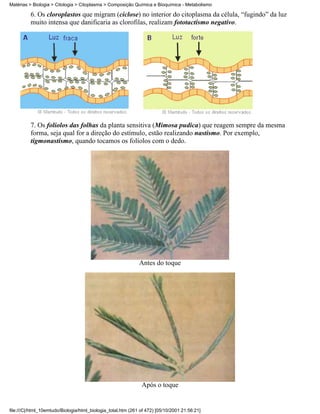 Matérias > Biologia > Citologia > Citoplasma > Composição Química e Bioquímica - Metabolismo

          6. Os cloroplastos que migram (ciclose) no interior do citoplasma da célula, “fugindo” da luz
          muito intensa que danificaria as clorofilas, realizam fototactismo negativo.




          7. Os folíolos das folhas da planta sensitiva (Mimosa pudica) que reagem sempre da mesma
          forma, seja qual for a direção do estímulo, estão realizando nastismo. Por exemplo,
          tigmonastismo, quando tocamos os folíolos com o dedo.




                                                              Antes do toque




                                                               Após o toque


file:///C|/html_10emtudo/Biologia/html_biologia_total.htm (261 of 472) [05/10/2001 21:56:21]
 