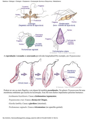 Matérias > Biologia > Citologia > Citoplasma > Composição Química e Bioquímica - Metabolismo




 A reprodução é sexuada ou assexuada por divisão longitudinal.Por exemplo, em Trypanosoma:




 Podem ter um ou mais flagelos e em alguns há também pseudópodos. No gênero Trypanosoma há uma
 membrana ondulante que auxilia na locomoção. Este filo tem muitos importantes parasitas humanos:
          Leishmania braziliensis, Causa a leishmaniose tegumentar.
          Trypanosoma cruzi. Causa a doença de Chagas.
          Giardia lamblia. Causa a giardíase (intestinal).
          Trichomonas vaginalis. Causa a tricomoníase (no aparelho genital).




file:///C|/html_10emtudo/Biologia/html_biologia_total.htm (268 of 472) [05/10/2001 21:56:21]
 