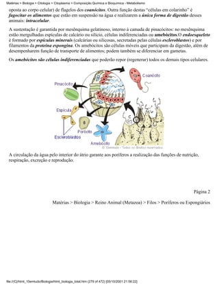 Matérias > Biologia > Citologia > Citoplasma > Composição Química e Bioquímica - Metabolismo

 oposta ao corpo celular) de flagelos dos coanócitos. Outra função destas “células em colarinho” é
 fagocitar os alimentos que estão em suspensão na água e realizarem a única forma de digestão desses
 animais: intracelular.
 A sustentação é garantida por mesênquima gelatinoso, interno à camada de pinacócitos: no mesênquima
 estão mergulhadas espículas de calcário ou silício, células indiferenciadas ou amebócitos.O endoesqueleto
 é formado por espículas minerais (calcárias ou silicosas, secretadas pelas células escleroblastos) e por
 filamentos da proteína espongina. Os amebócitos são células móveis que participam da digestão, além de
 desempenharem função de transporte de alimentos; podem também se diferenciar em gametas.
 Os amebócitos são células indiferenciadas que poderão repor (regenerar) todos os demais tipos celulares.




 A circulação da água pelo interior do átrio garante aos poríferos a realização das funções de nutrição,
 respiração, excreção e reprodução.




                                                                                                       Página 2

                                Matérias > Biologia > Reino Animal (Metazoa) > Filos > Poríferos ou Espongiários




file:///C|/html_10emtudo/Biologia/html_biologia_total.htm (279 of 472) [05/10/2001 21:56:22]
 