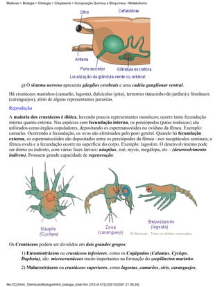 Matérias > Biologia > Citologia > Citoplasma > Composição Química e Bioquímica - Metabolismo




          g) O sistema nervoso apresenta gânglios cerebrais e uma cadeia ganglionar ventral.
 Há crustáceos marinhos (camarão, lagosta), dulcícolas (pitu), terrestres (tatuzinho-de-jardim) e litorâneos
 (caranguejos), além de alguns representantes parasitas.
 Reprodução
 A maioria dos crustáceos é dióica, havendo poucos representantes monóicos; ocorre tanto fecundação
 interna quanto externa. Nas espécies com fecundação interna, os pereiópodos (patas toráxicas) são
 utilizados como órgãos copuladores, depositando os espermatozóides no oviduto da fêmea. Exemplo:
 camarão. Ocorrendo a fecundação, os ovos são eliminados pelo poro genital. Quando há fecundação
 externa, os espermatozóides são depositados entre os pereiópodes da fêmea - nos receptáculos seminais; a
 fêmea ovula e a fecundação ocorre na superfície do corpo. Exemplo: lagostim. O desenvolvimento pode
 ser direto ou indireto, com várias fases larvais: náuplius, zoé, mysis, megálopa, etc – (desenvolvimento
 indireto). Possuem grande capacidade de regeneração.




 Os Crustáceos podem ser divididos em dois grandes grupos:
          1) Entomostráceos ou crustáceos inferiores, como os Copépodos (Calamus, Cyclops,
          Daphnia), são microcrustáceos muito importantes na formação do zooplâncton marinho.
          2) Malacostráceos ou crustáceos superiores, como lagostas, camarões, siris, caranguejos,


file:///C|/html_10emtudo/Biologia/html_biologia_total.htm (313 of 472) [05/10/2001 21:56:24]
 